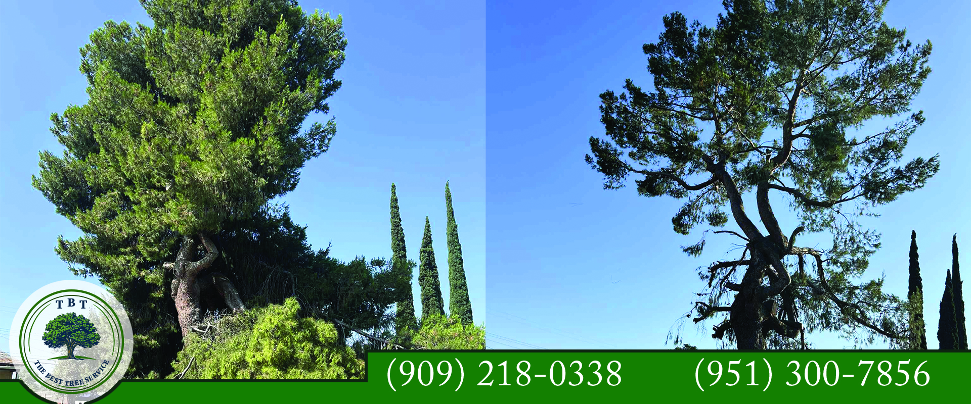 Tree trimming and maintenance in Riverside CA